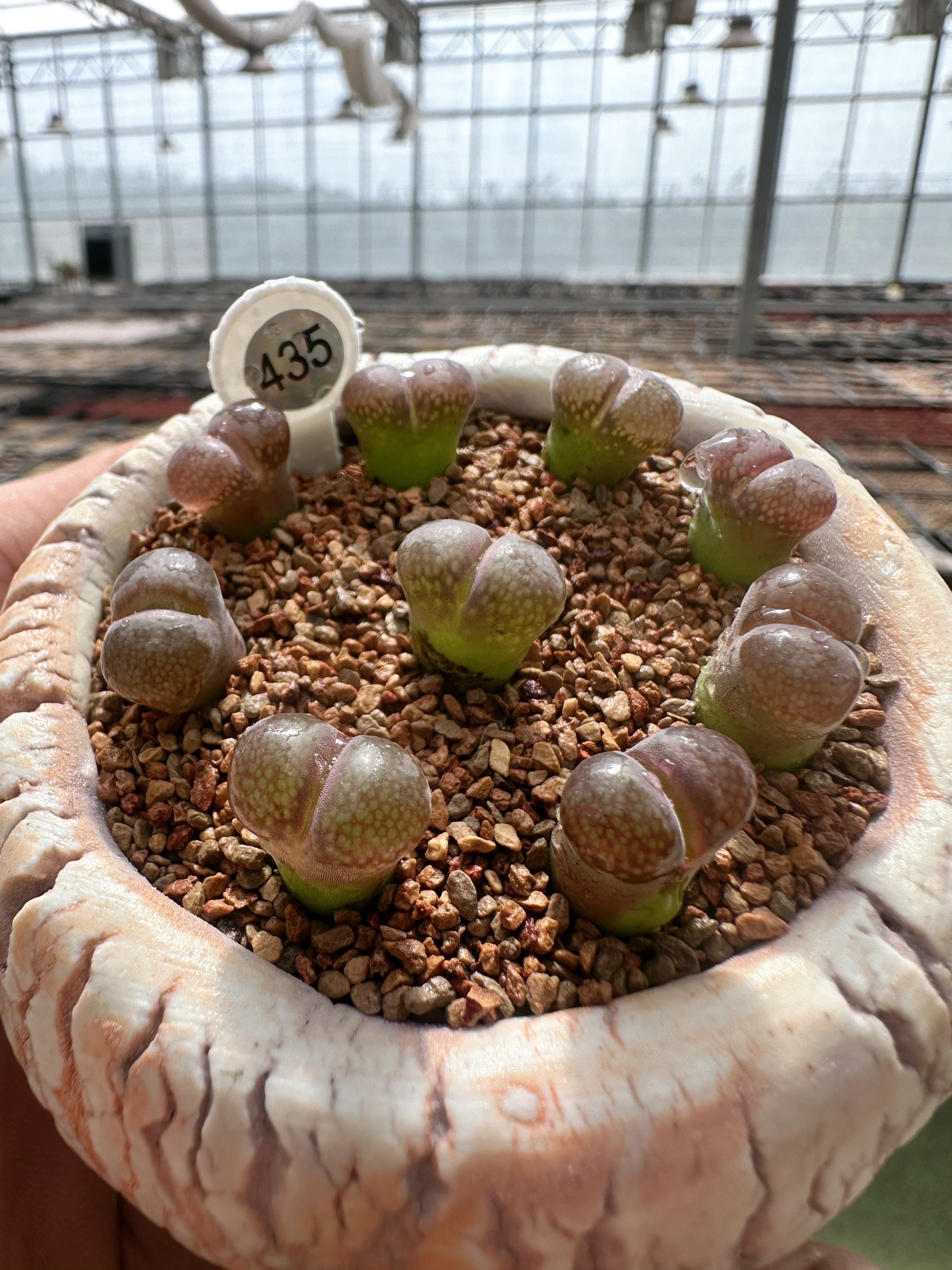 435多肉植物肉锥c10一颗