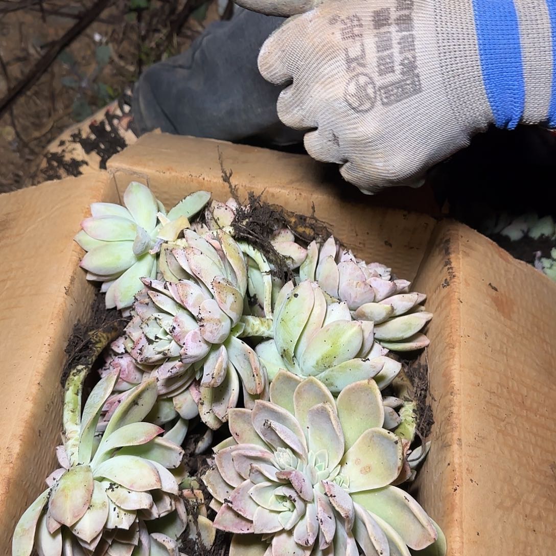 箱拍哈莉沃森多肉轻微断肢不售后看好在拍