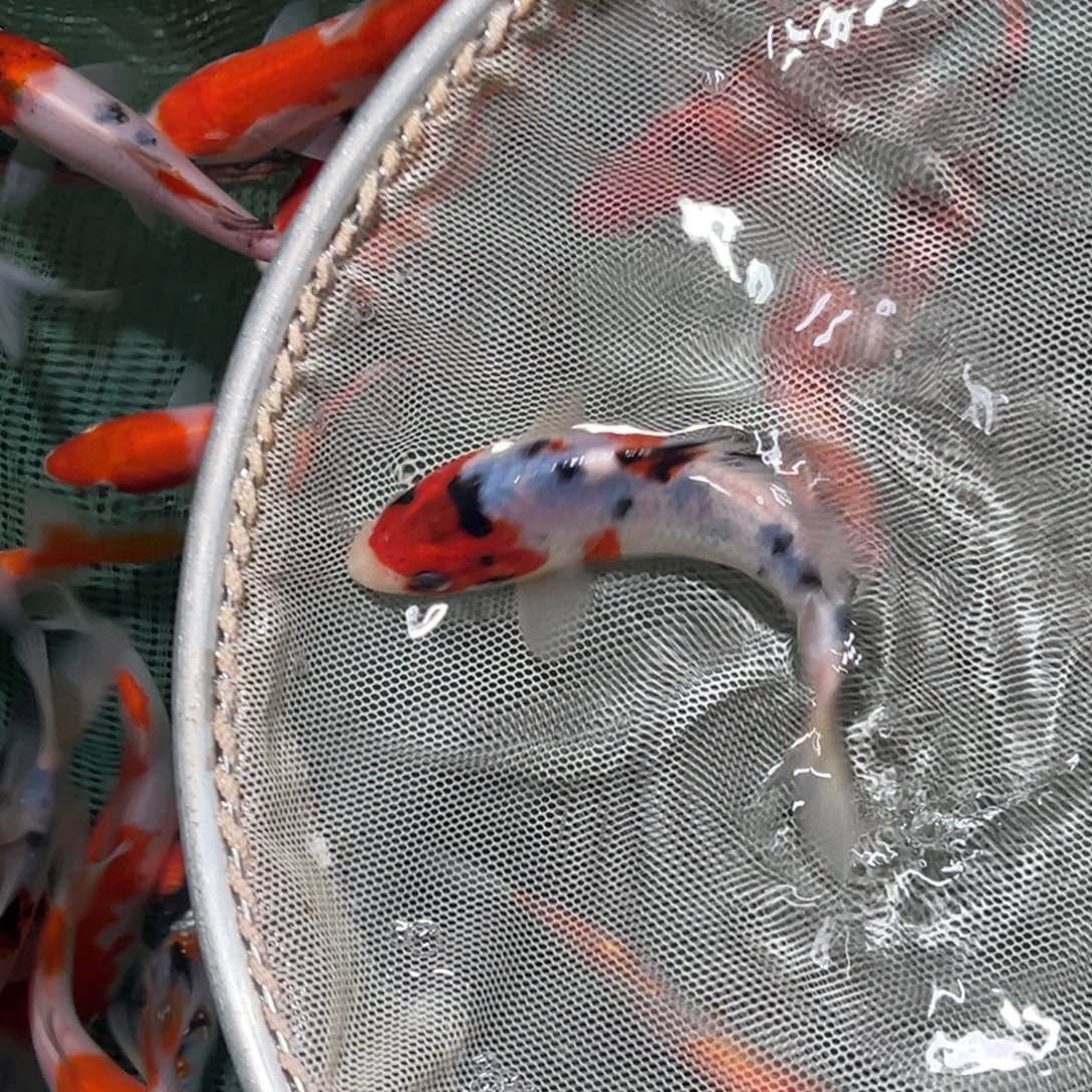 锦鲤锦鲤观赏鱼1111