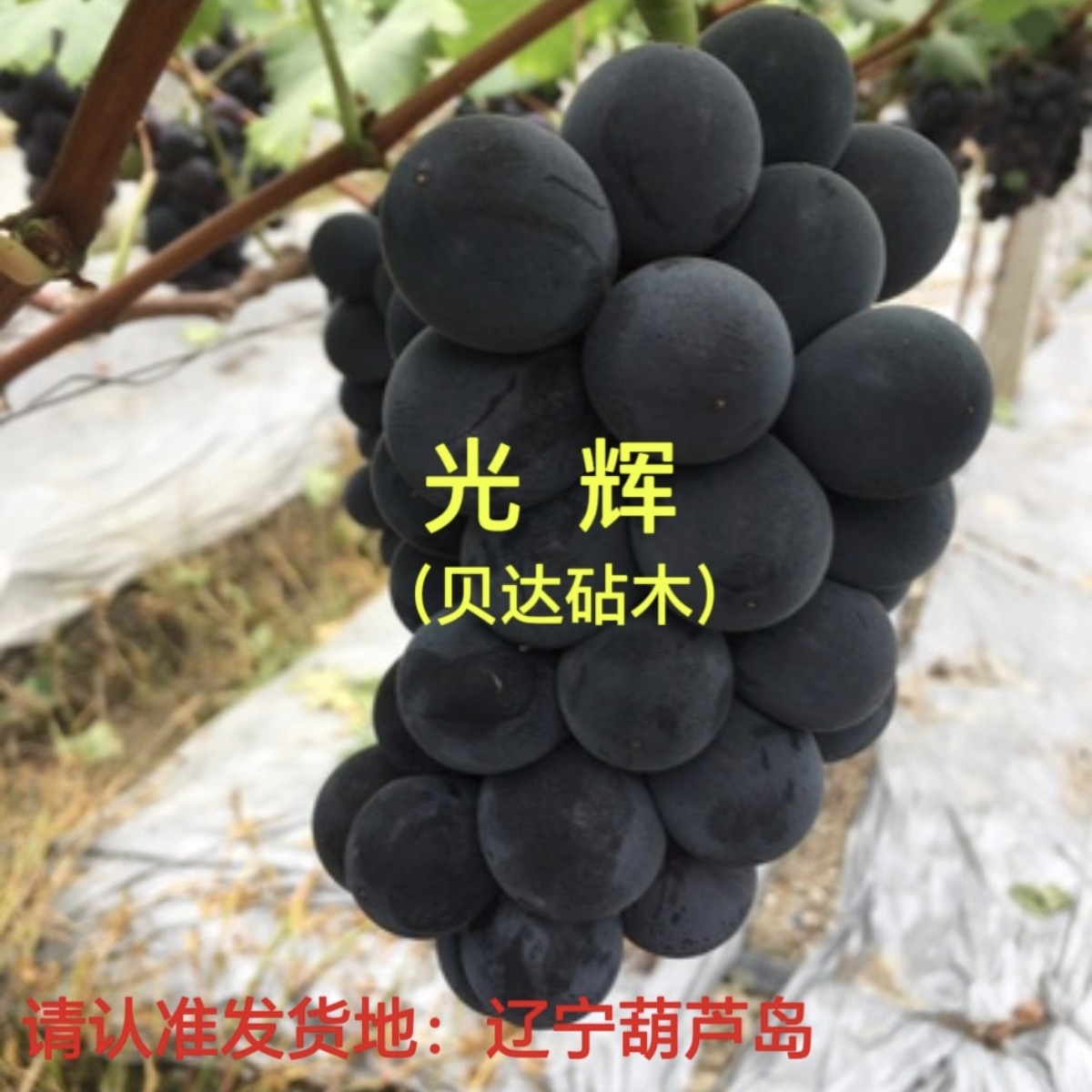 光辉  贝达砧木  嫁接苗   裸根发货（一年苗 ）