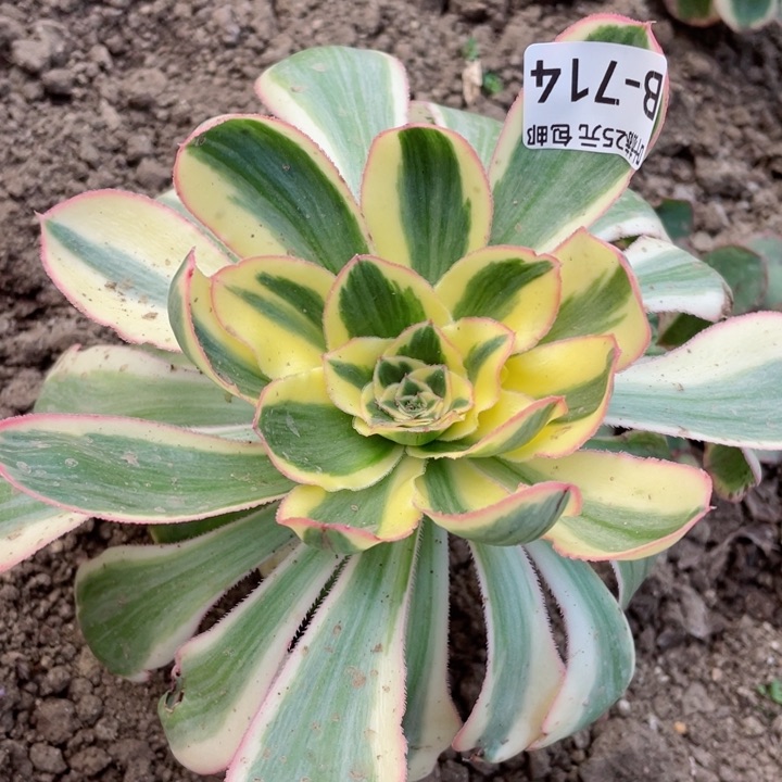 714艳资多肉12345678