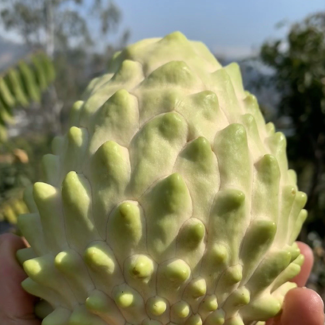 最甜的水果释迦果