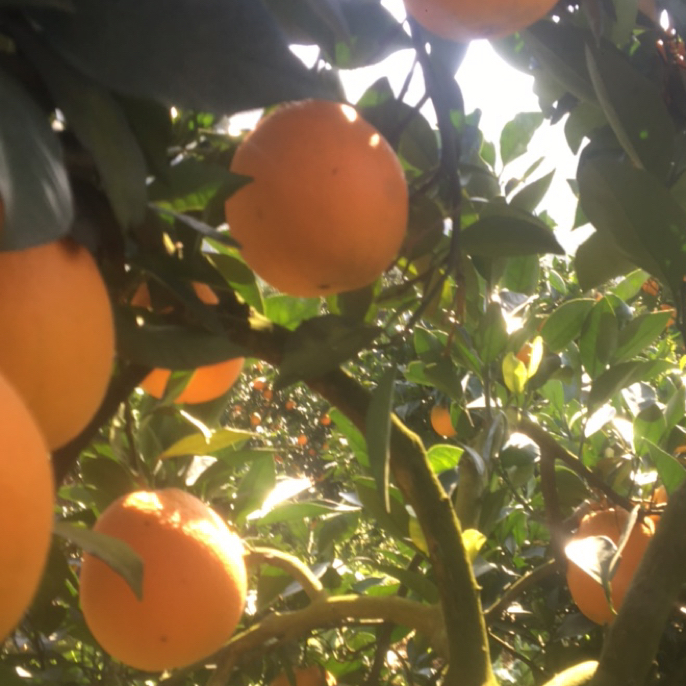 纯天然无添加无污染湘西保靖高山富硒脐橙