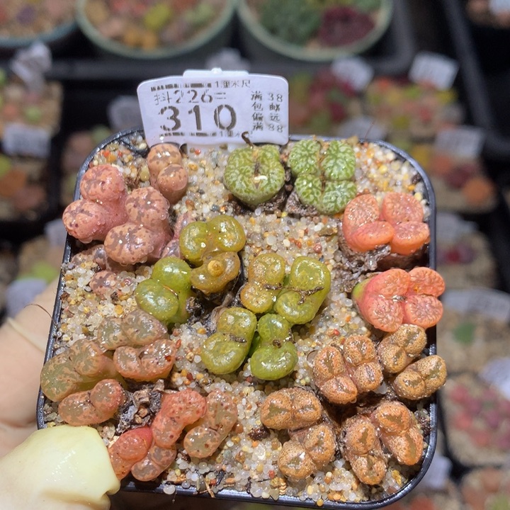 精品生石花226.310