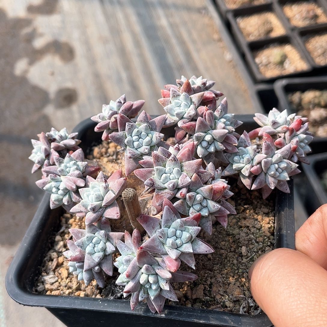 晨溪园艺仙女杯白菊