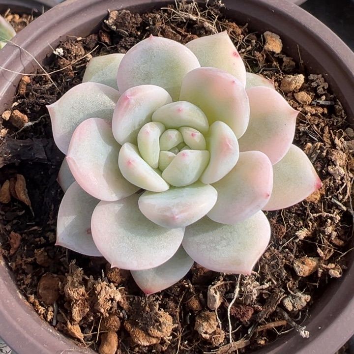 小****梦露锦一物一拍锦龙