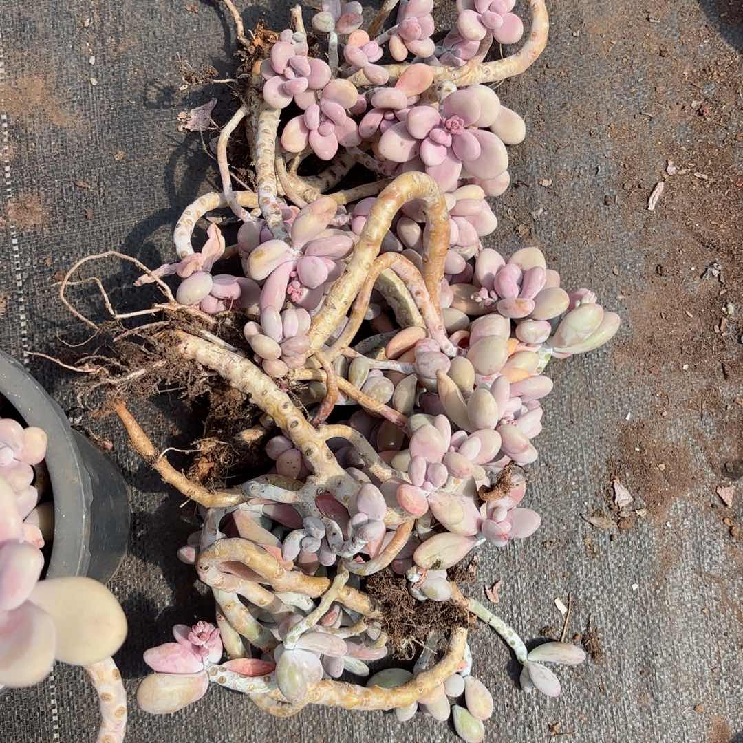 护****饰桃蛋散装不售后70。     