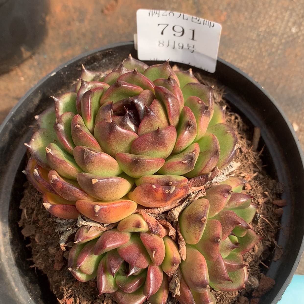 【闪购商品】云791号