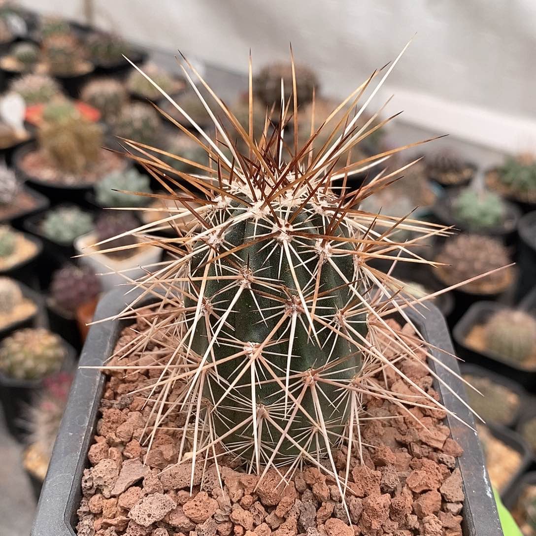 实生犰狳司虾仙人球