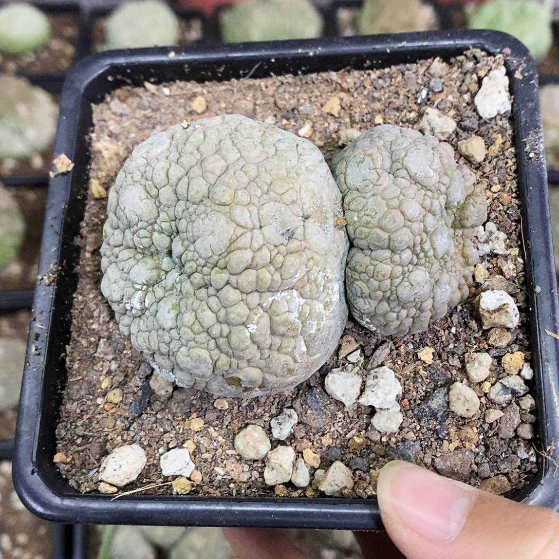 花花草草花花草草