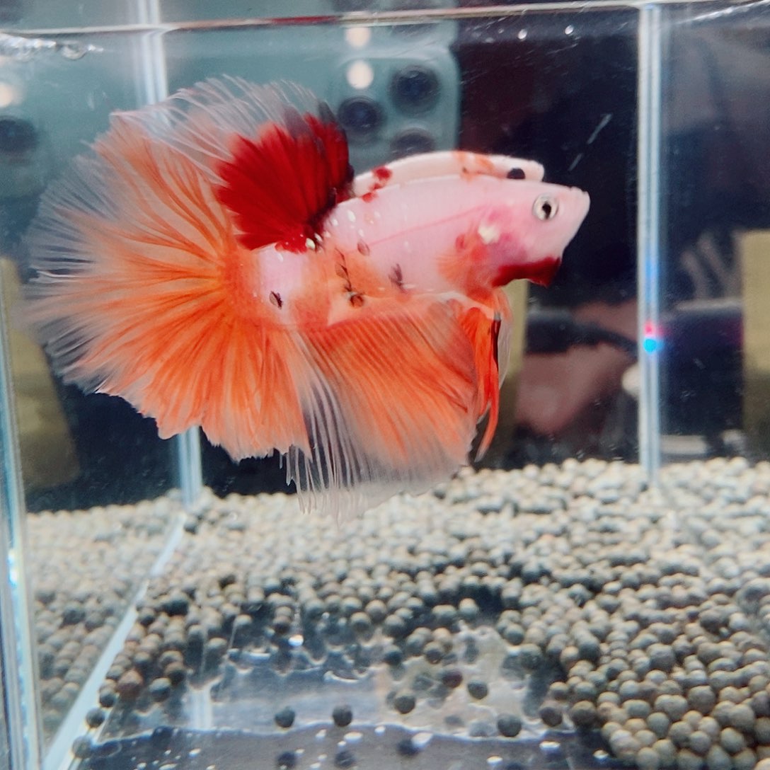 海水黑126号巨斗半月