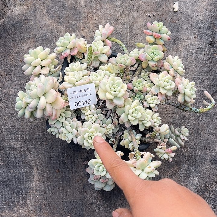 劳尔锦群，一物一拍