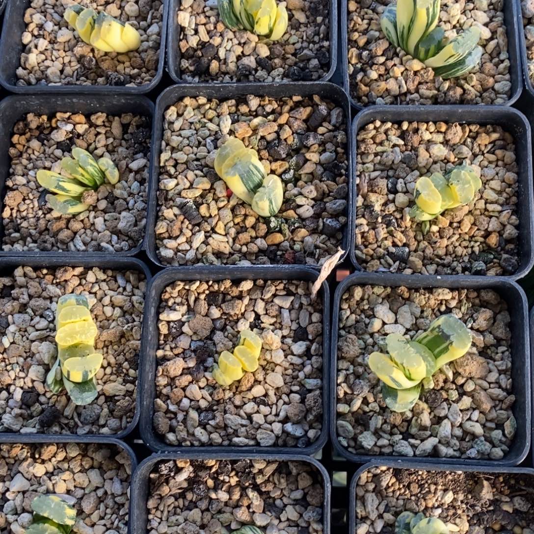 一颗玉扇锦 开播福利