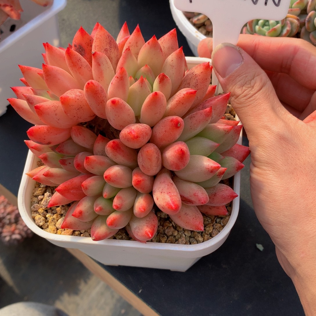 冰宝宝好看好看好看