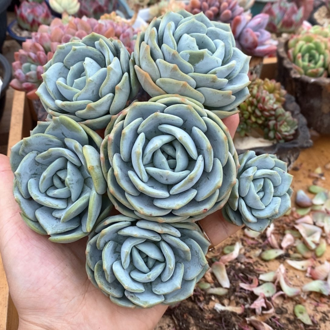 童颜手捧花一物一拍
