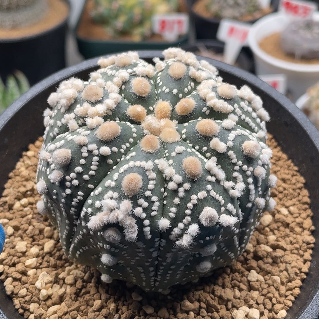 大尤高绒花园兜仙人球多肉