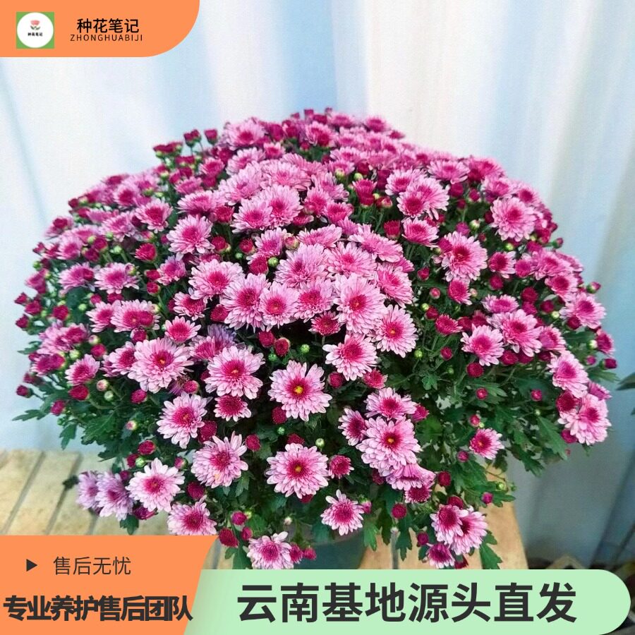 【大盆草莓甜心】千头球菊好养易活适合阳台地栽庭院新手基地直发