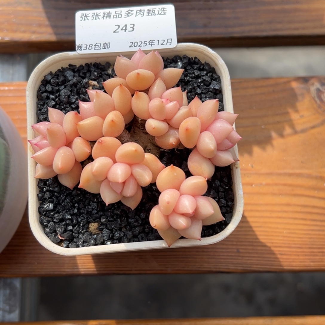 张张精品多肉甄选243