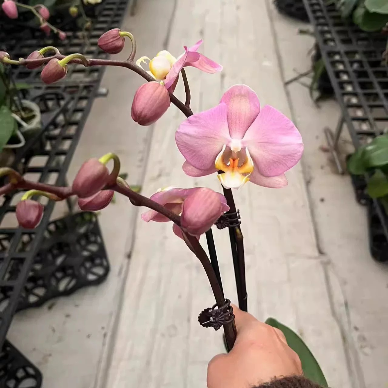 帕多瓦蝴蝶兰盆栽高端