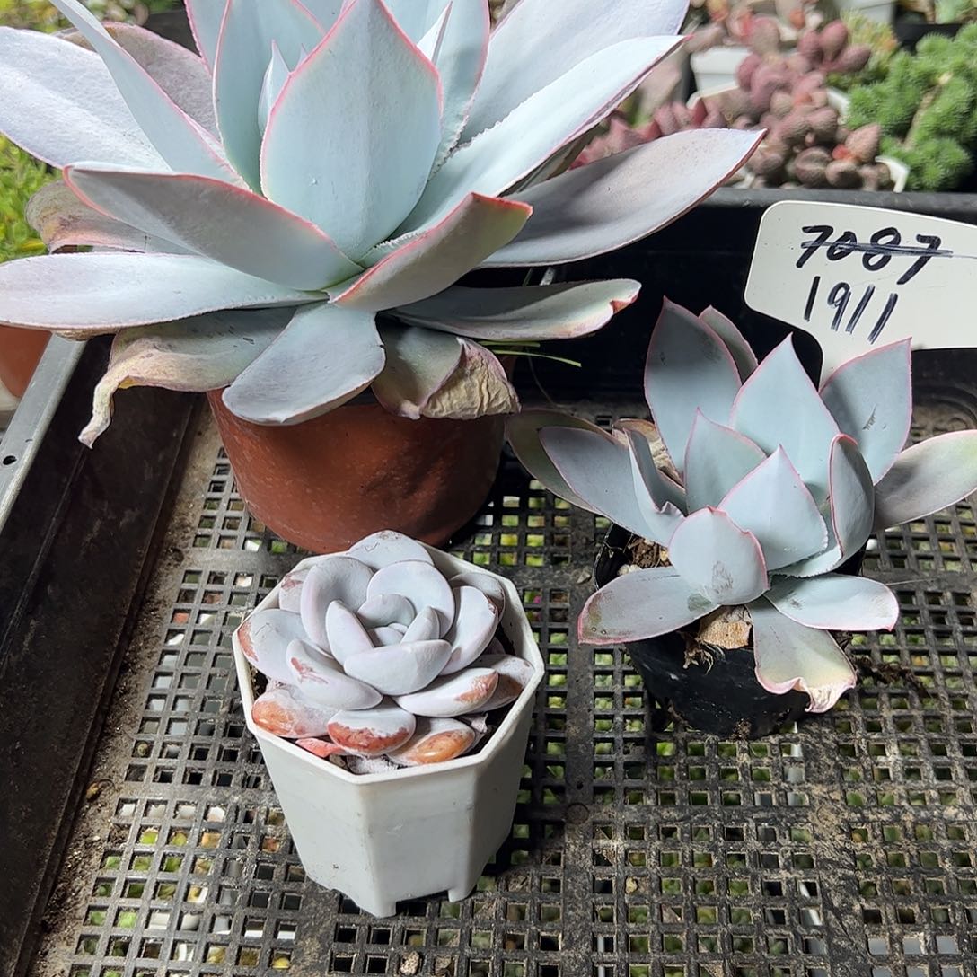 多肉套餐福利上车