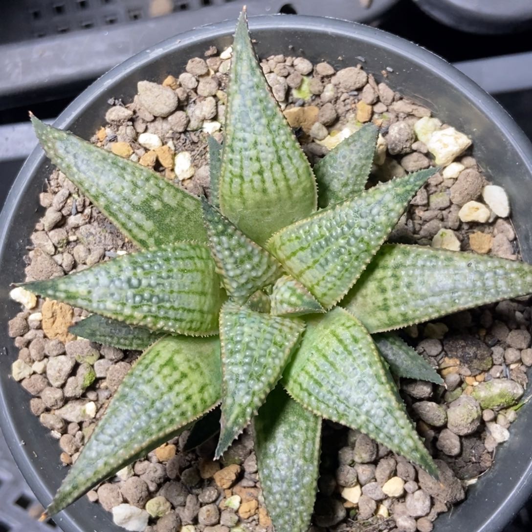 黑王类实生一物一拍