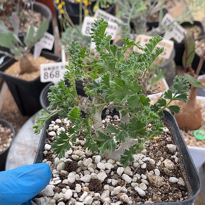 810沙漠洋葵带盆一一一一