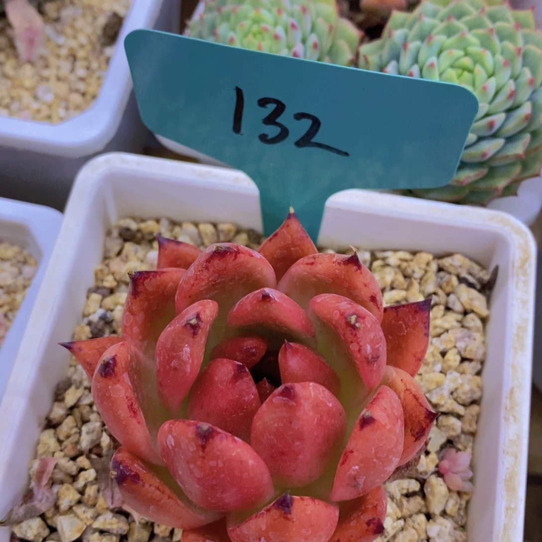 8.9晚上专场，开心多肉