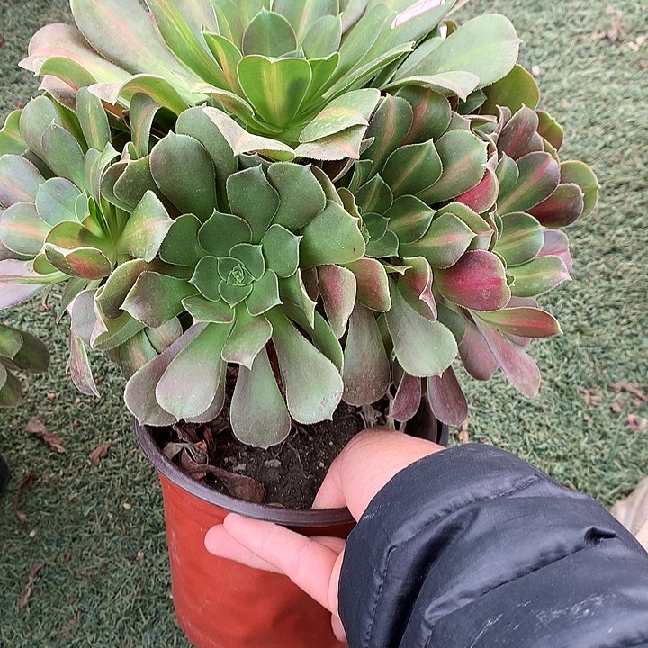 761拿铁多肉植物