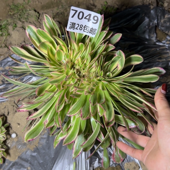 海*7049三号棚微仅仅L