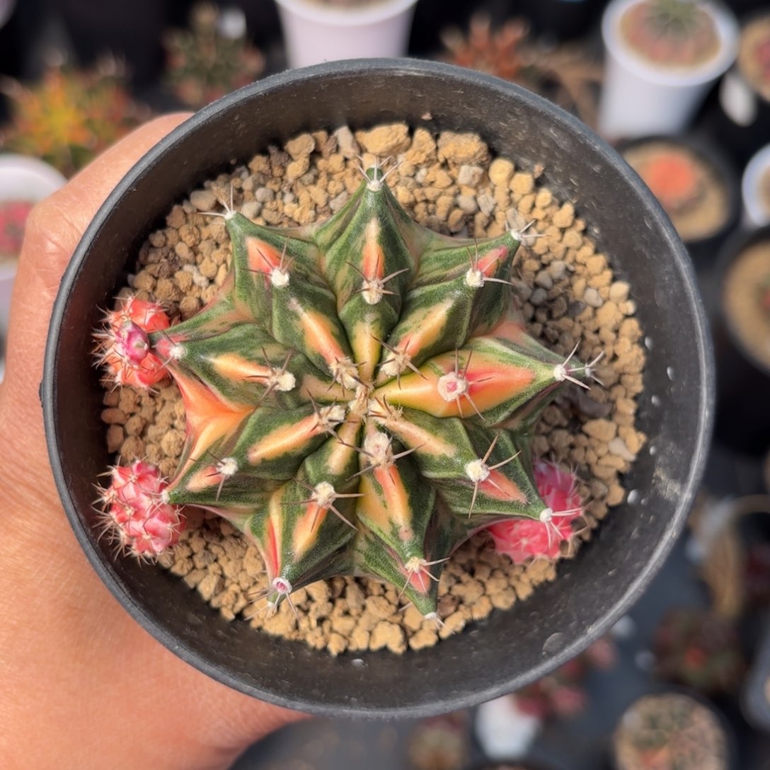 泰系米哈仙人球实生23