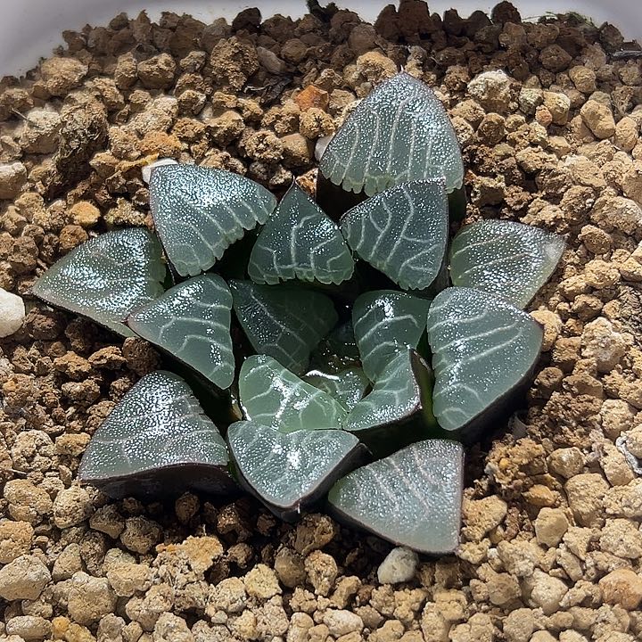 刀***片十二卷多肉实生克