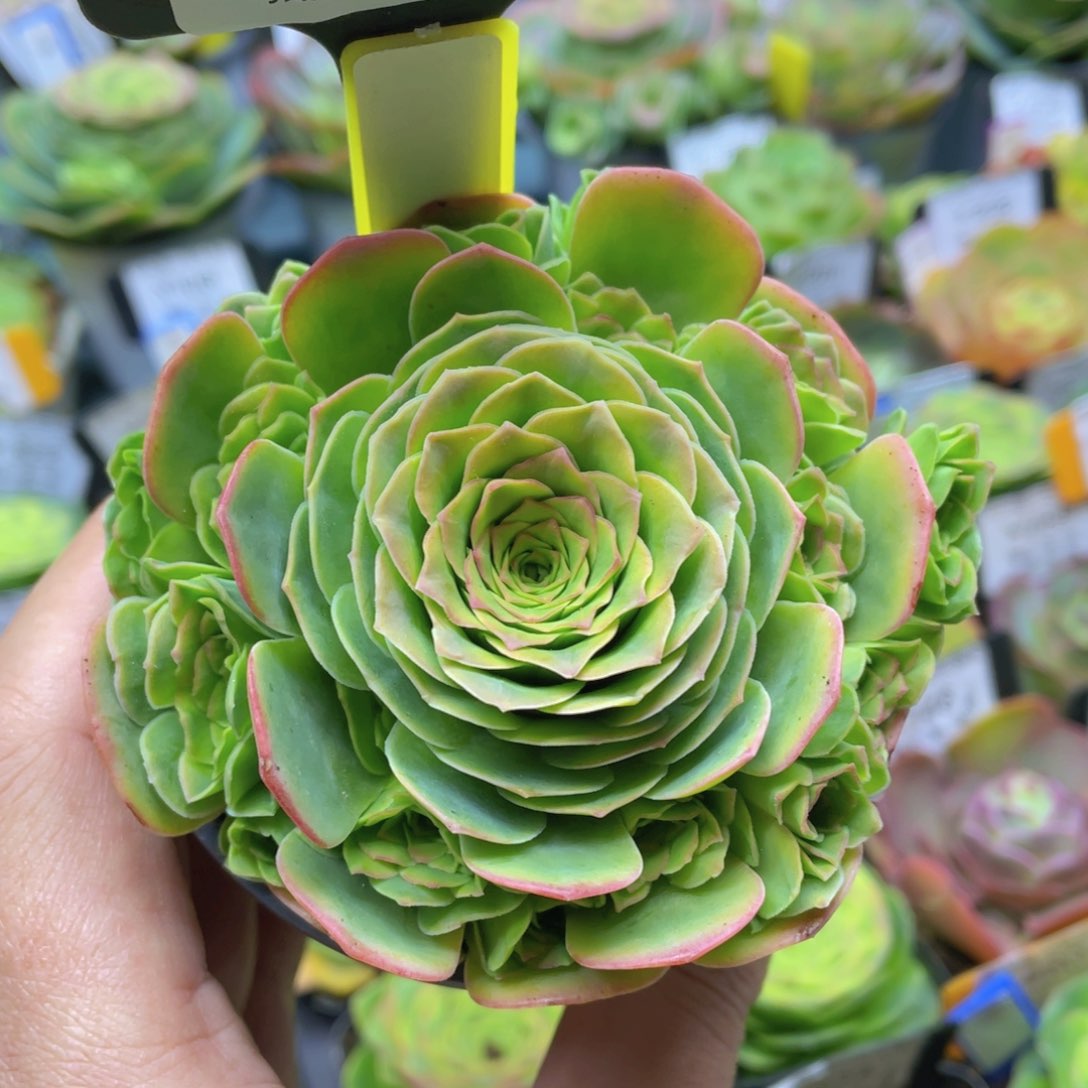 梦屿多肉新年福利315一物一拍