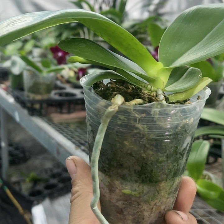 当前无花栽培后可以开花国王