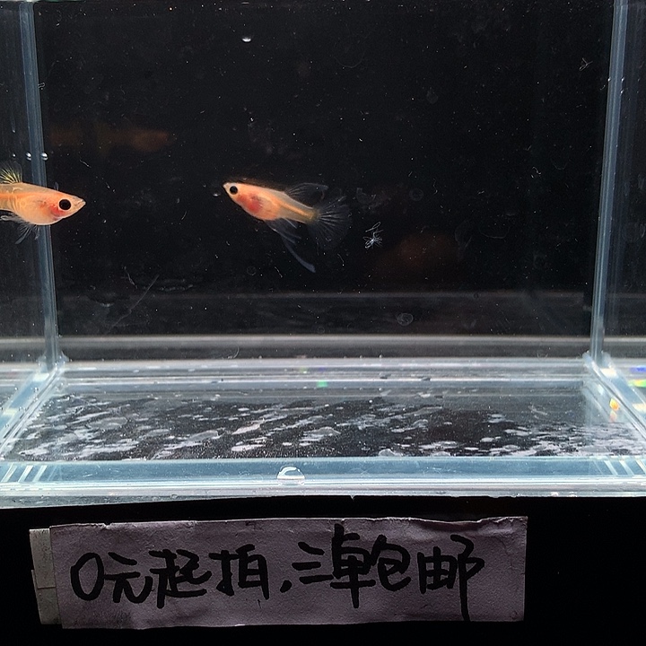 孔雀鱼黄蕾丝玻璃猫大c一对