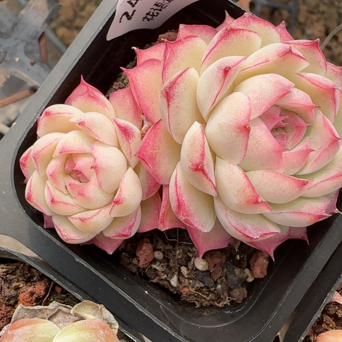 花语逸镜0214-240