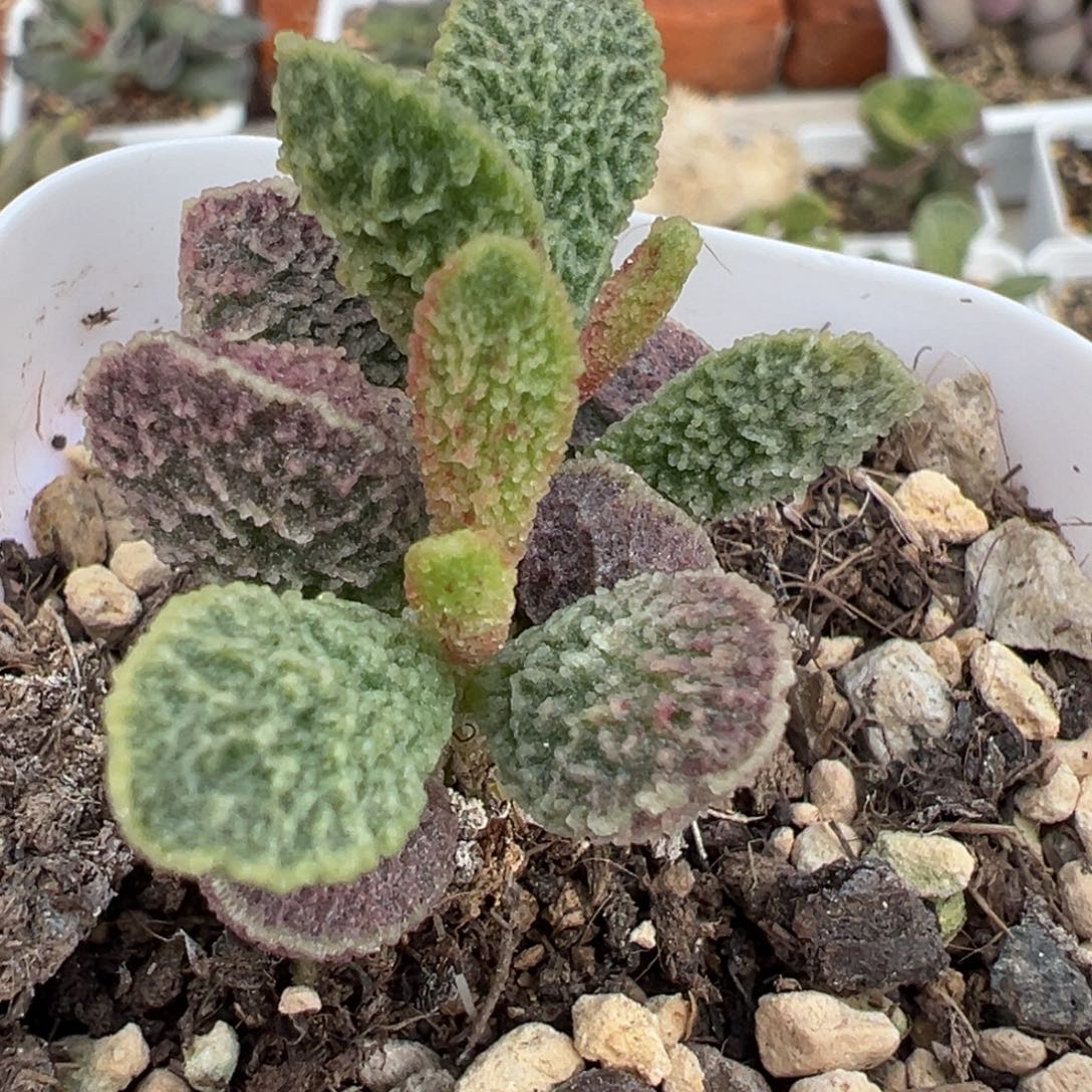 实生新品多肉植物水泡多肉植物