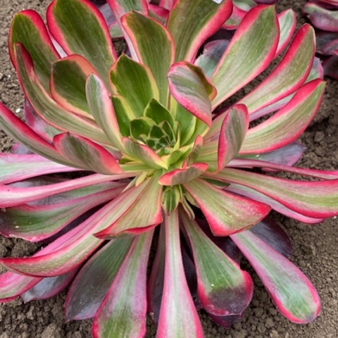 553红魔女满25包邮多肉