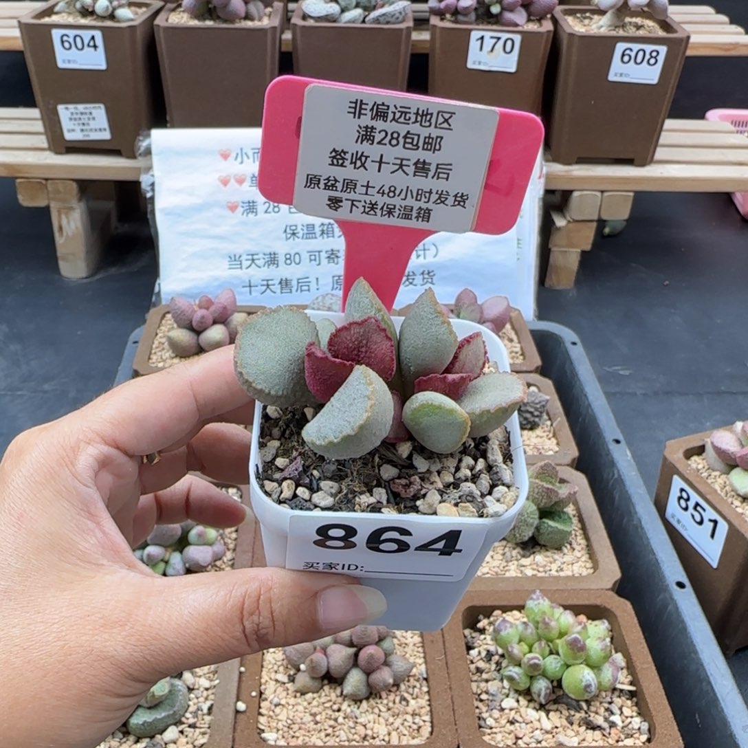 864彩虹翼多肉植物