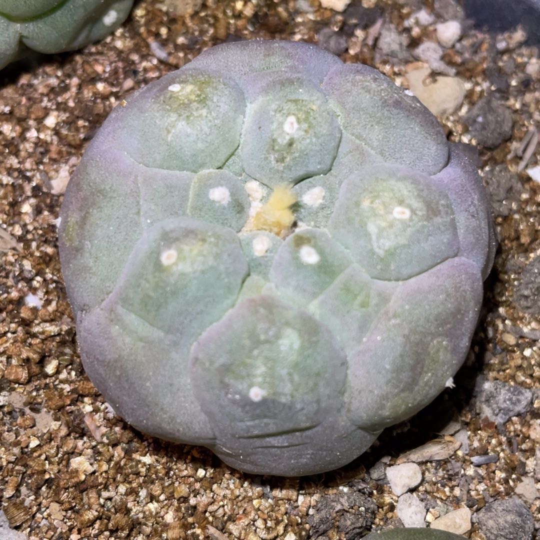 全部花朵自根紫姬佛头犹银