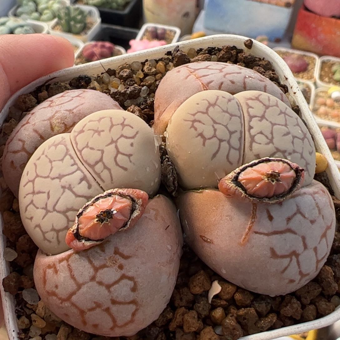 145多肉植物组合