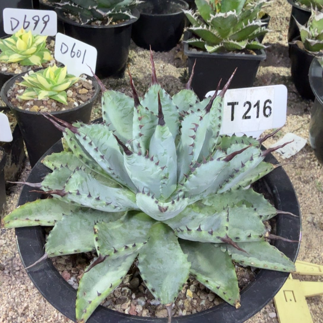 犇***哥福利强曲八一颗脱土发