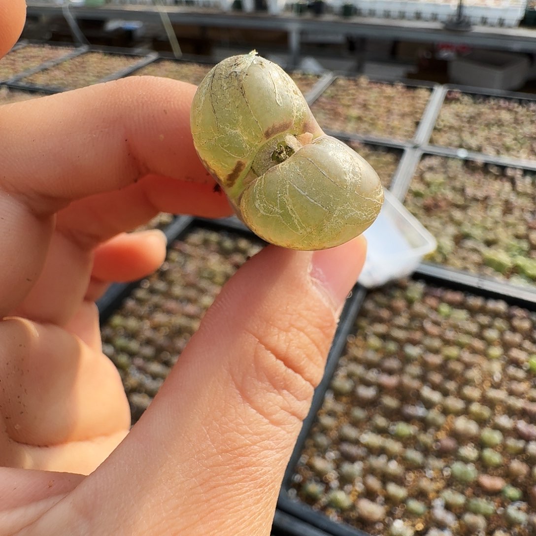 山***.多肉植物福利风铃333