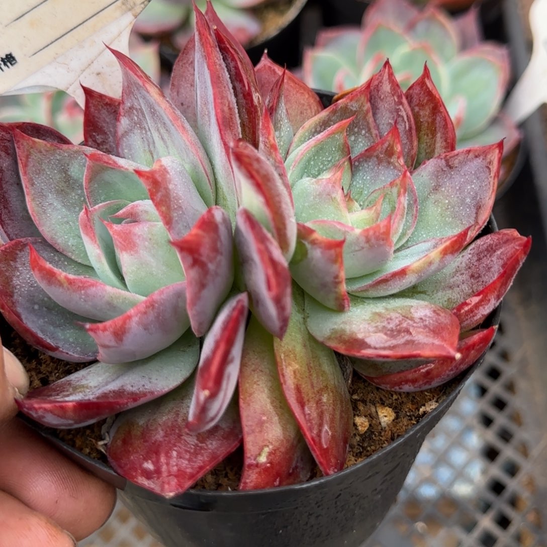 不确定整惊鸿一物一拍包装收缩花旱767