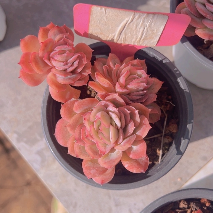 健健康康平平安安