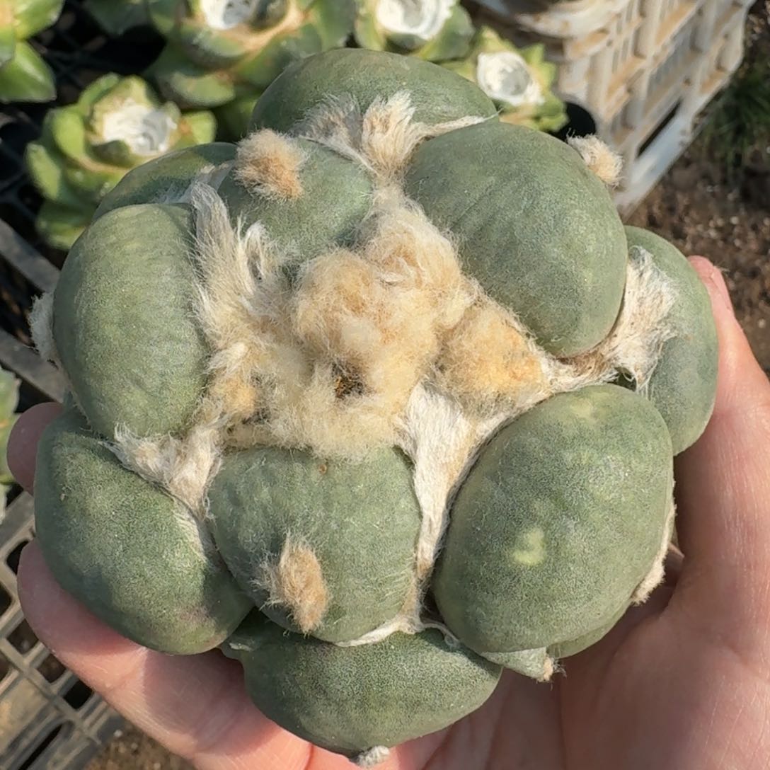 【闪购商品】落地达摩蛋尤晾好发货