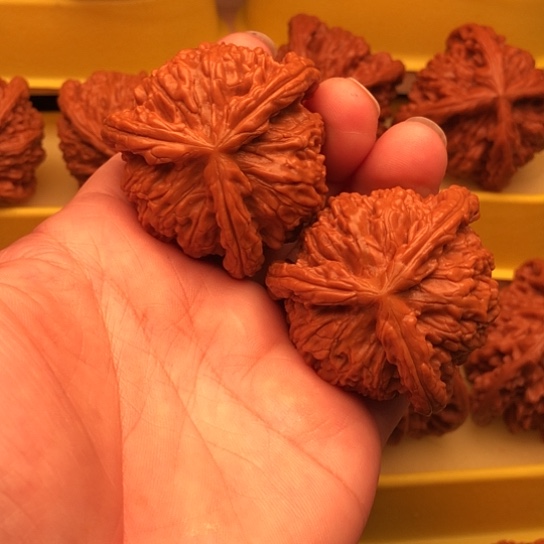 用***1核桃核桃核桃核桃核桃