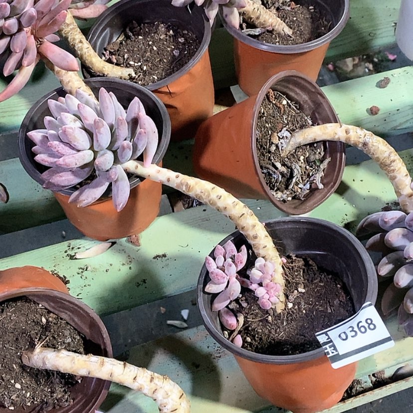 【闪购商品】红蜻蜓0368