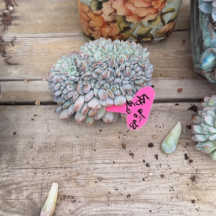 无花朵娃*哈一物一拍星影缀化