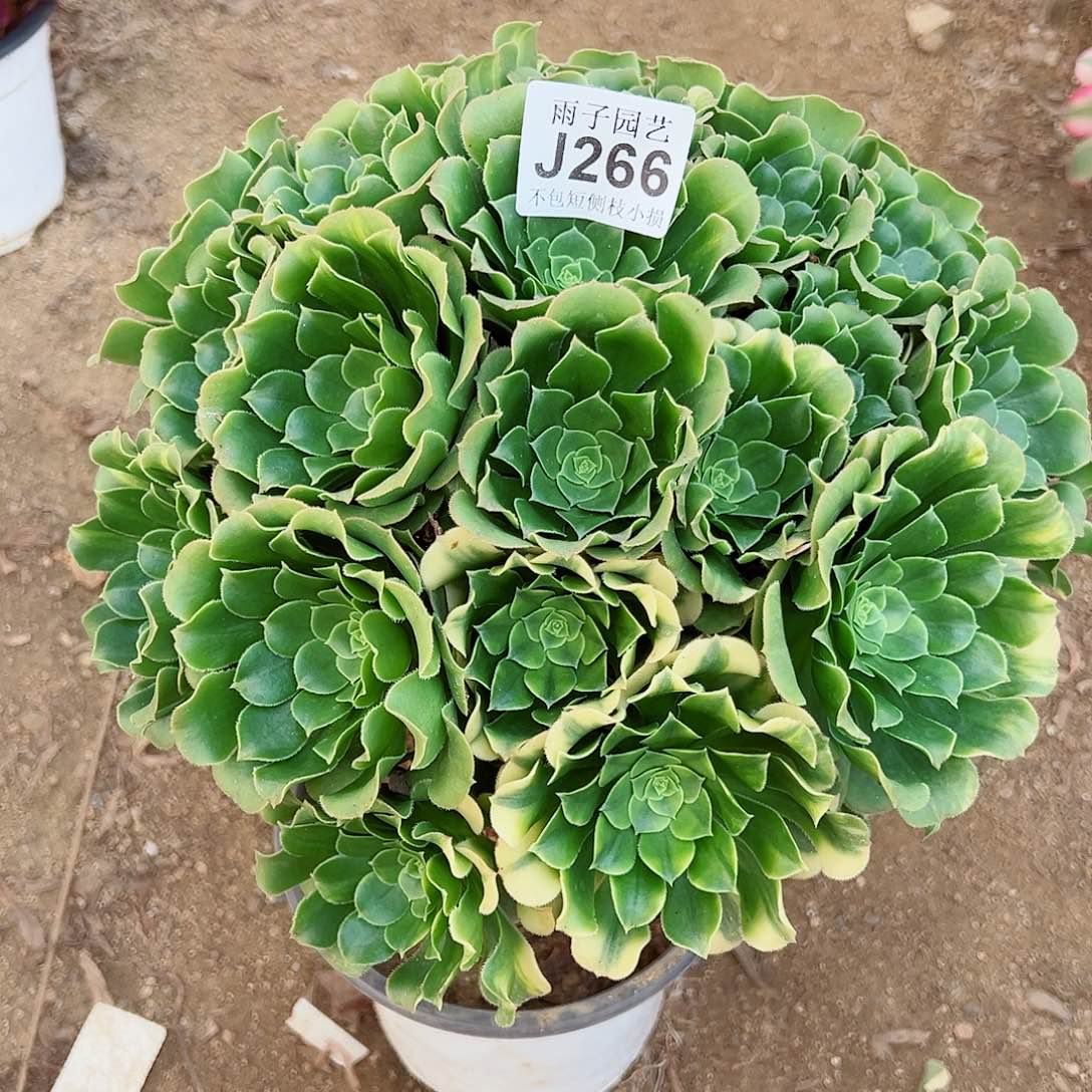 266绿杨荣尺寸30左右