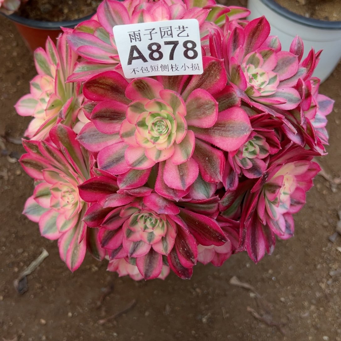 878倾城尺寸23左右